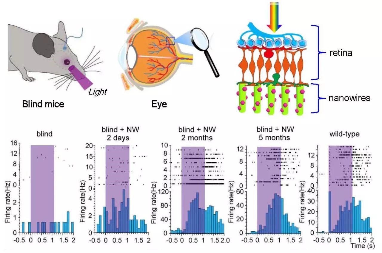 Sci Adv︱复旦大学杨雄里院士团队揭示自感光视网膜神经节细胞–中央杏仁核环路介导明亮光照诱发的小鼠持续性焦虑样行为 - 知乎